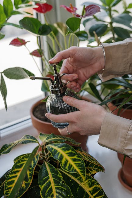 Prižiūrėti augalus namuose be rūpesčių: greitos priežiūros grafikas ir dažniausios klaidos