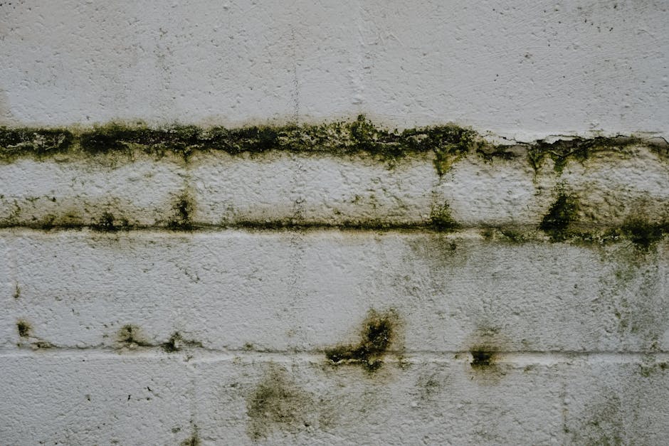Visible mold on a damp interior wall near a window, showing moisture damage